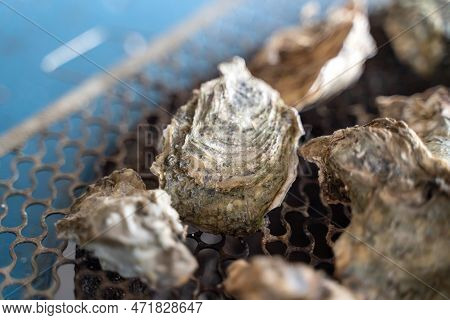 Grilled Fresh Oyster In Taiwan, Famous Street Food.