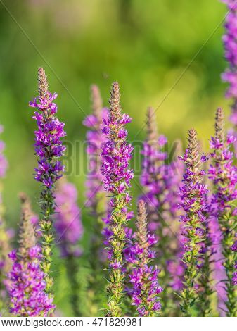 Summer Flowering Purple Loosestrife, Lythrum Tomentosum On A Green Blured Background.