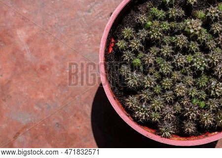 High Angle View Of Small Gymnocalycium Cactus Grow In A Soil Pot With Copy Space. Gymnocalycium Is A