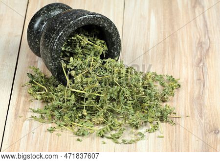 Dried Tribulus Terrestris In The Mortar. Curative Herb Tribulus Terrestris And  Its Seeds Called Dev