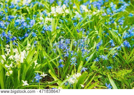 Scilla Sibirica, Chionodoxa In Green Grass, Spring Bulbous Plant Of Hyacinth Family. Front View, Blu