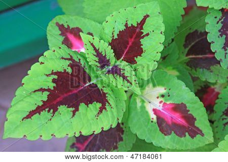 Closeup ของ Coleus พืช
