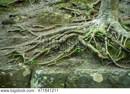 Beautiful Tangled Old Roots On The Forest Floor Nature Background With Old Gray Stones And Pennsylva