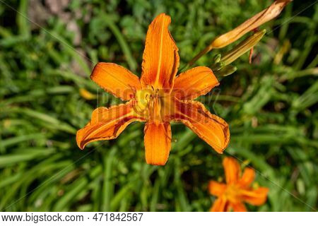 One Orange Red Daylily Tiger Lily Flower With Open Petals Against A Defocused Lush Green Garden Natu