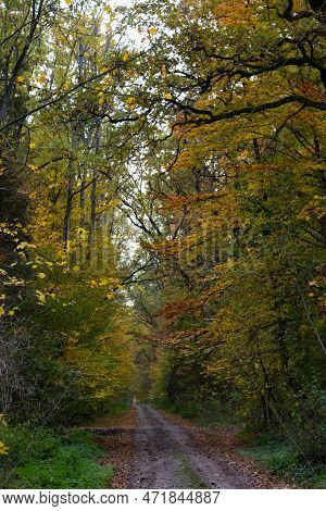 A Path In The Autumn Forest Park. Autumn Forest Park Path. Path In Autumn Forest. Autumn Forest Path