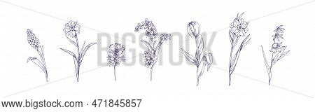 Engraved Contoured Spring Flowers Set Drawn In Vintage Style. Etched Outlined Floral Plants, Retro B
