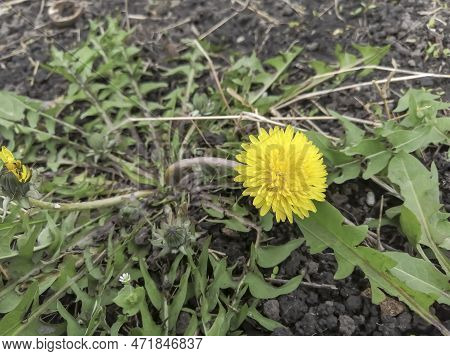 Yellow Dandelion. A Yellow Dandelion Grew In The Spring. A Beautiful Dandelion Grew In The Garden. T