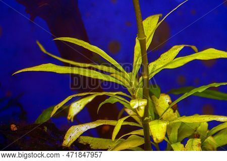 Hygrophila Angustifolia In A Freshwater Aquarium. Soft Focus. Selective Focus