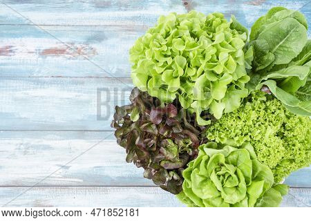 Group Of Hydroponic Vegetables On Blue Wooden Background. Green Butter Head, Red Oak, Green Oak, Gre