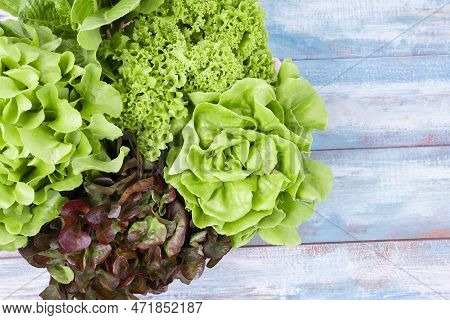 Group Of Hydroponic Vegetables On Blue Wooden Background. Green Butter Head, Red Oak, Green Oak, Gre