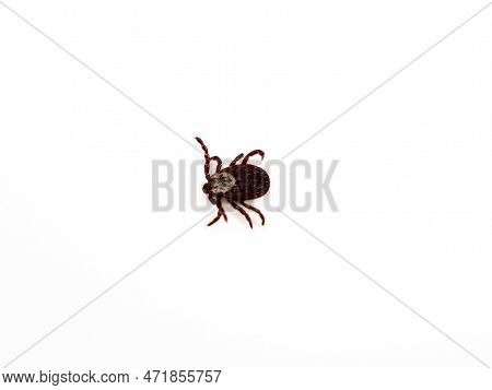 Infectious Dermacentor Dog Tick Arachnoid Parasite Insect Macro Isolated On White Background. Insect