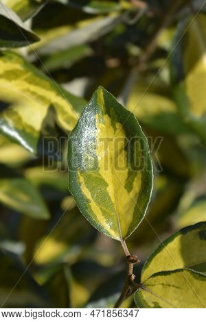 Oleaster Limelight Yellow And Green Variegated Leaves