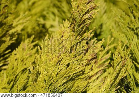 Western Red Cedar 4ever Goldy Branches In The Summer
