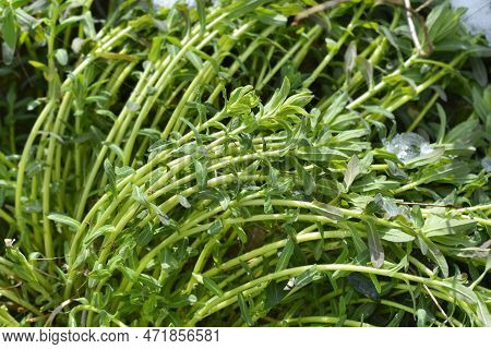 Cushion Spurge Yellow Flowers In The Spring