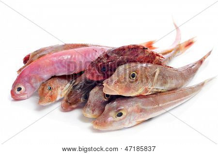 白い背景の上生の魚はいくつかのクローズ アップ