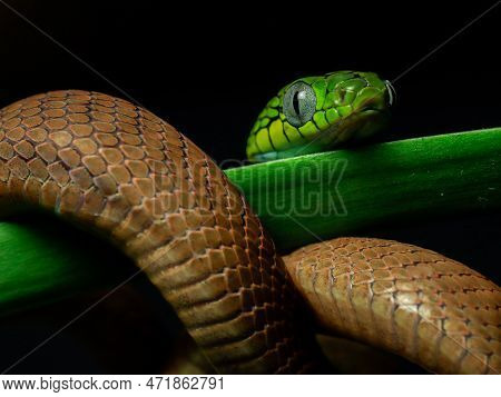 Snake In Nature On Tree Dangerous And Beautiful
