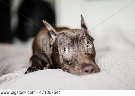 Pit Bull Dog Rests On The Bed And Looks Cute With His Eyes