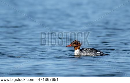 A Close-up View Of A Common Merganser Swimming At Sea With Great Head Feather Detail