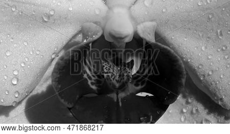 Spring Banner, Blossom Background. Sexy Flower Vulva. Clitoris Vagina. Orgasm. Spring Season. Erotic