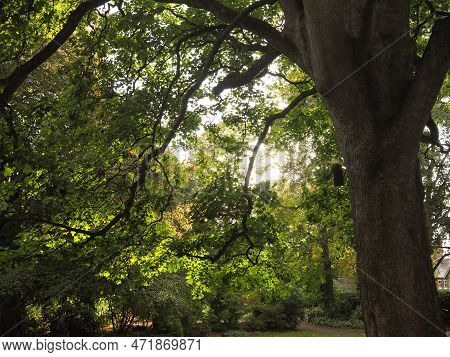 A Peaceful Evening Scene With Dappled Sunlight Through The Leaves Of Trees In A Park