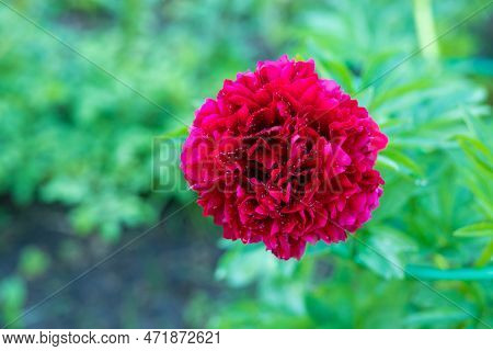 Red Peony Albiflora. Paeonia Officinalis Command Performance In The Garden.big Magenta Colored Flowe