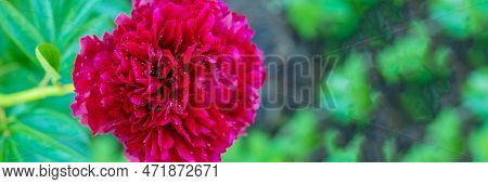 Red Peony Albiflora. Paeonia Officinalis Command Performance In The Garden.big Magenta Colored Flowe