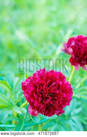 Red Peony Albiflora. Paeonia Officinalis Command Performance In The Garden.big Magenta Colored Flowe