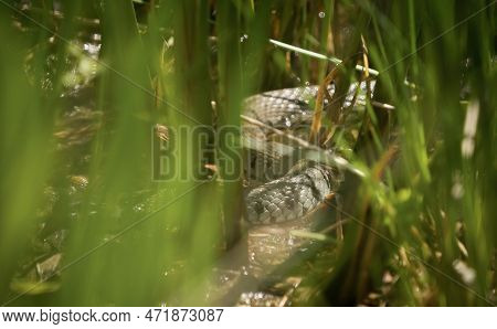 Grass Snake Animal Reptile Spring Closeup Ecology Wildlife Fauna