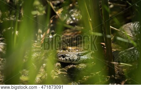 Grass Snake Animal Reptile Spring Closeup Ecology Wildlife Fauna