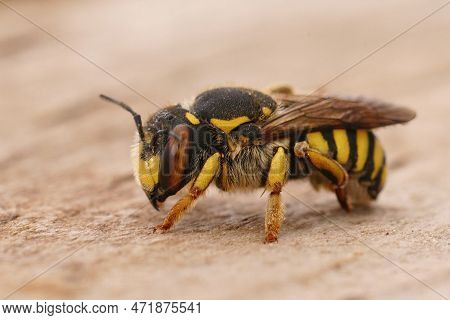 Detailed Closeup Of A Female Of The Florentine Woolcarder Bee, Anthidium Florentinum