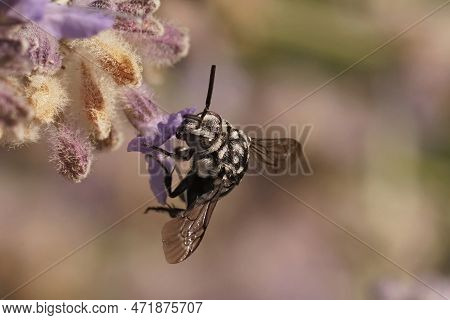 Natural Closeup On A Black And White Mediterranean Cuckoo Bee, Thyreus Species On A Purple Flower