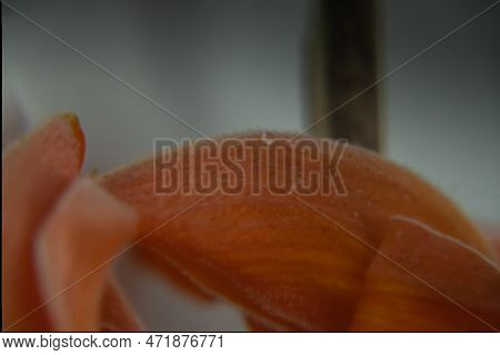 The Pa Lash Flower Bearing A Dazzling Orange _yellow Shade And Resembling Fire.