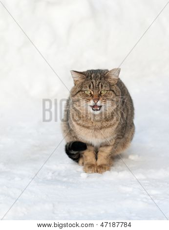 Braun Katze auf dem weißen Schnee