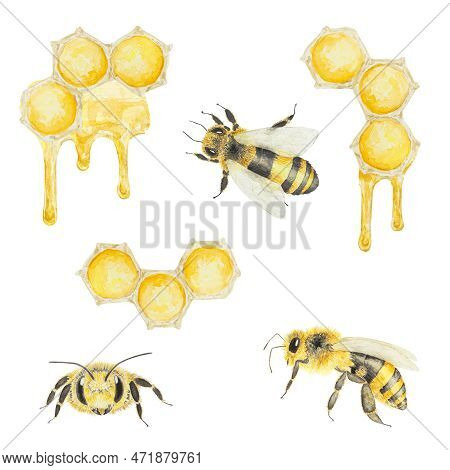 Watercolor Hand Drawn Bee And Honey Isolated On White Background