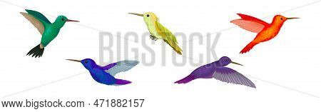 Colorful Hummingbird Species With Long Beak Fluttering With Bright Wings Vector Set