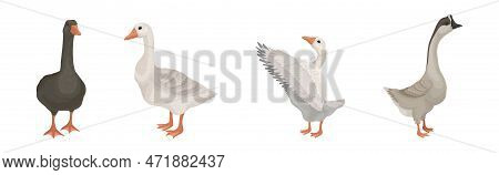 Goose White And Grey Domestic And Wild Birds Vector Set