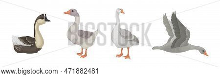 Goose White And Grey Domestic And Wild Birds Vector Set