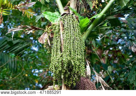 Fruits Of A Clustering Fishtail Palm, Caryota Mitis