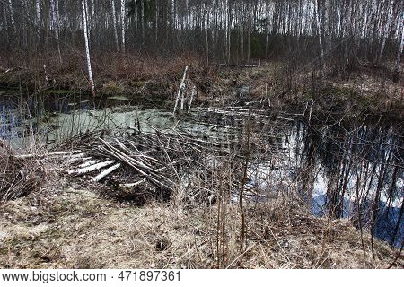 Spring Day. Wild Area. The Small Corduroy Road Is Made Of Young Trees And Branches Through A Ditch W