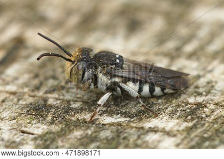Detailed Closeup Of A Male Sharp-tailed Or Sharp-bellied Cuckoo Bee, Coelioxys, Sitting On Wood