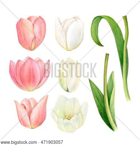 Watercolour Painting Of White And Pink Tulips And Their Leaves Detailed And Isolated On A White Back