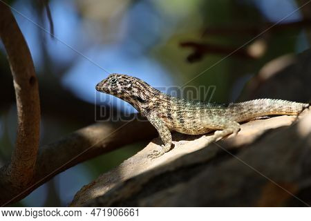 Portrait Of Northern Curly Tail Lizard Sitting On A Tree. Iguana Leiocephalus Carinatus On Cuba Isla