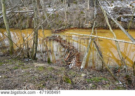 Beaver Dam In Small Stream Sweden February 27 2023