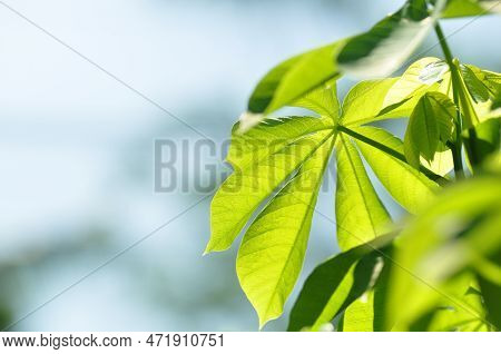 Nature Close-up Of Green Casava Leaves Selective Focus