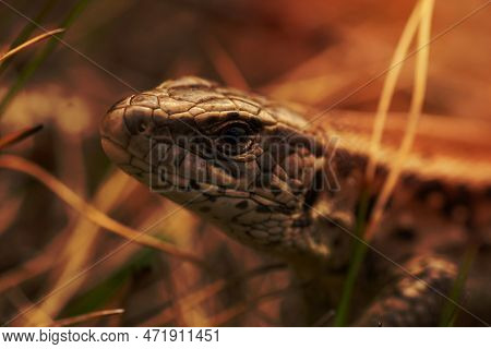A Image Of Close-up Of A Lizard's Head