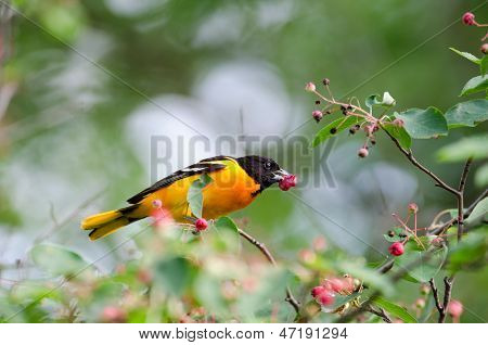 Baltimore Oriole