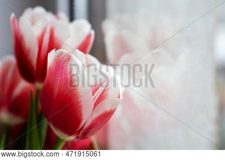 Tulips On Jeans And Spring Calling On Smartphone Kid Holding Flower