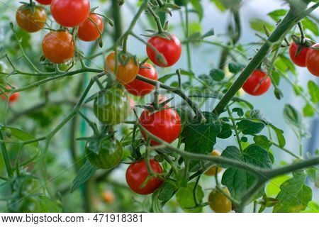 Red Ripe Tomatoes On Branches, Close-up. Horizontal Composition With A Tomato Bush And Ripening Toma