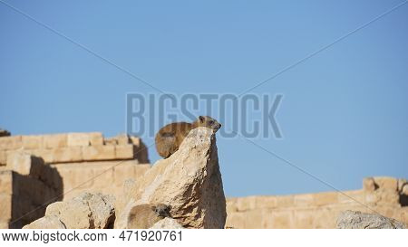 Rock Hyraxes Sunbathing In Early Morning Southern Israel