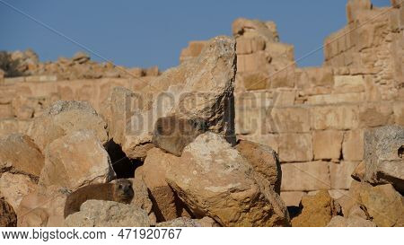 Rock Hyraxes Sunbathing In Early Morning. Cute Animal